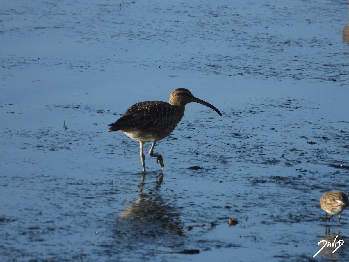 Eurasian Whimbrel - ML647515916