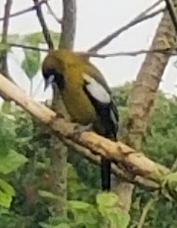 Jamaican Oriole - ML647515917