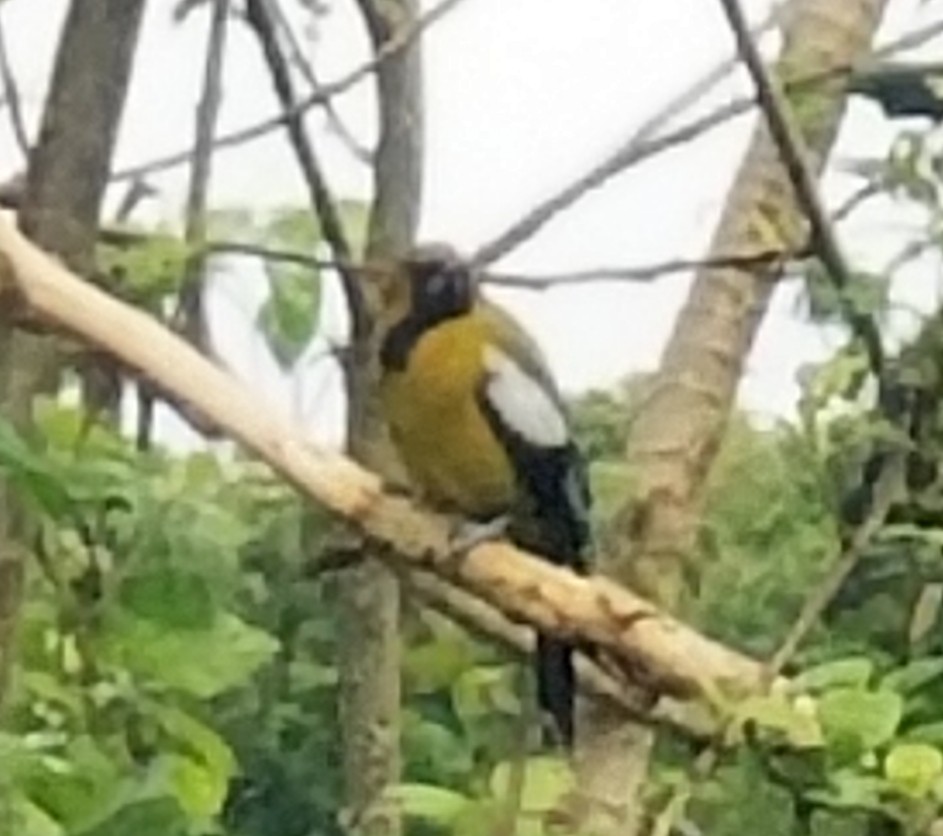 Jamaican Oriole - ML647515918