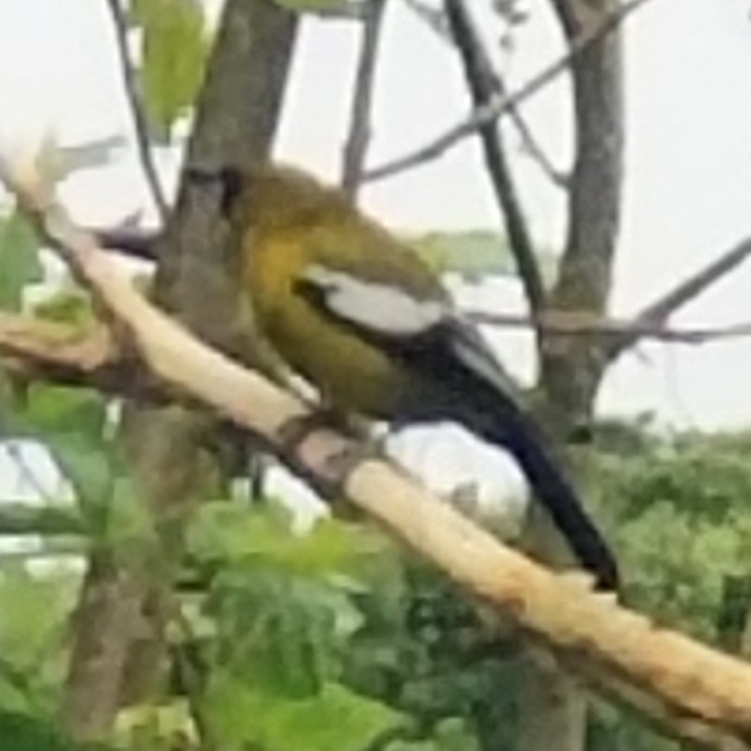 Jamaican Oriole - ML647515919