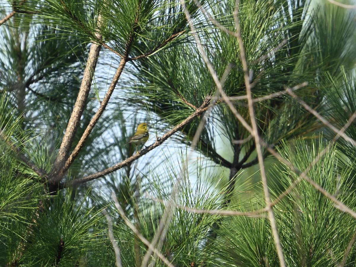 Pine Warbler - ML647515921