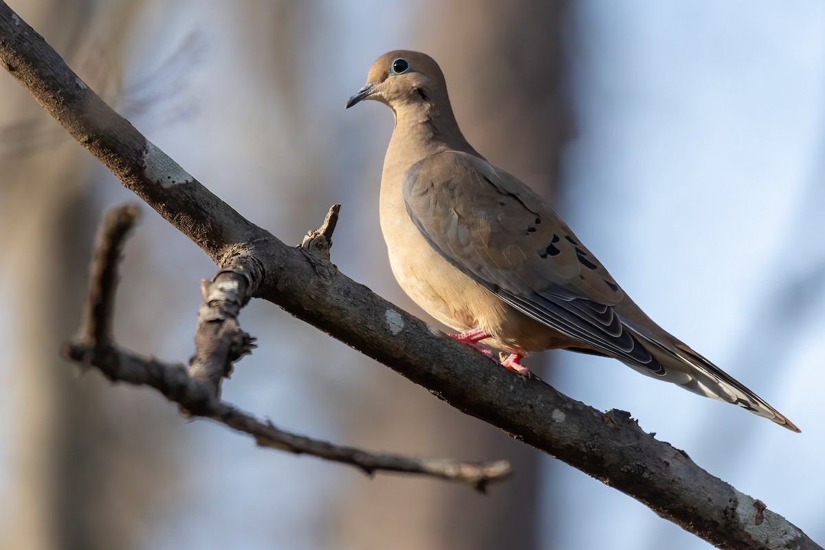 Mourning Dove - ML647515922