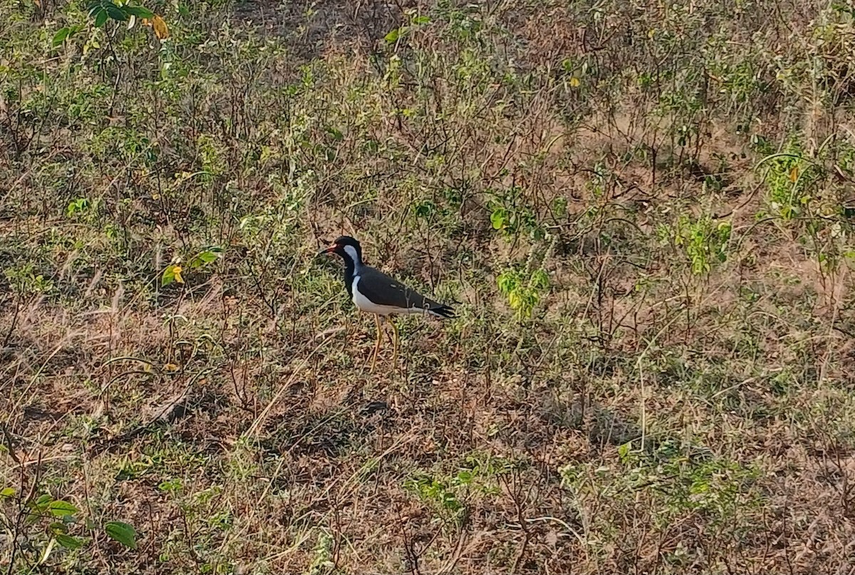 Red-wattled Lapwing - ML647515923