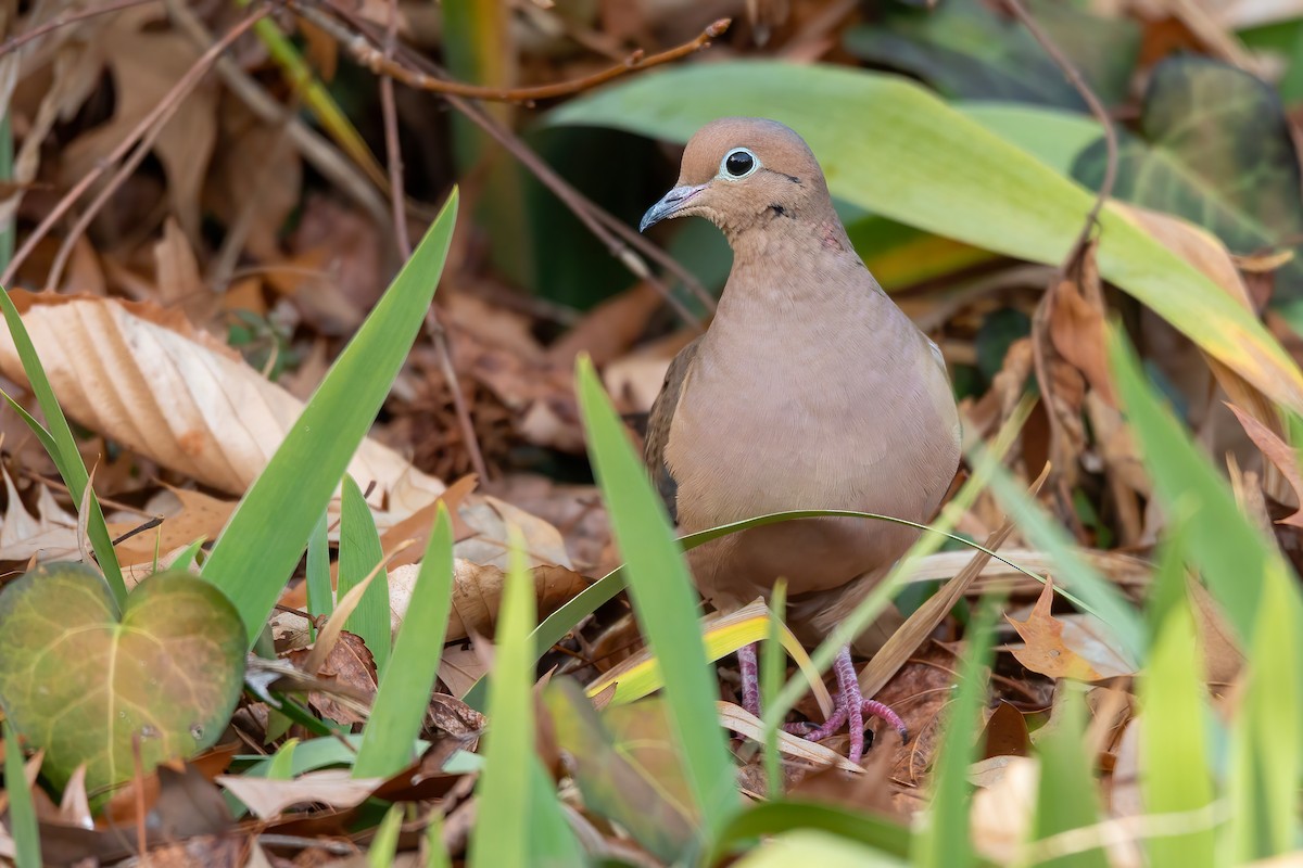 Mourning Dove - ML647515924