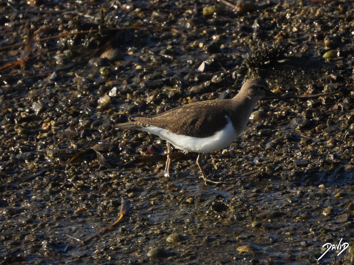 Common Sandpiper - ML647515926