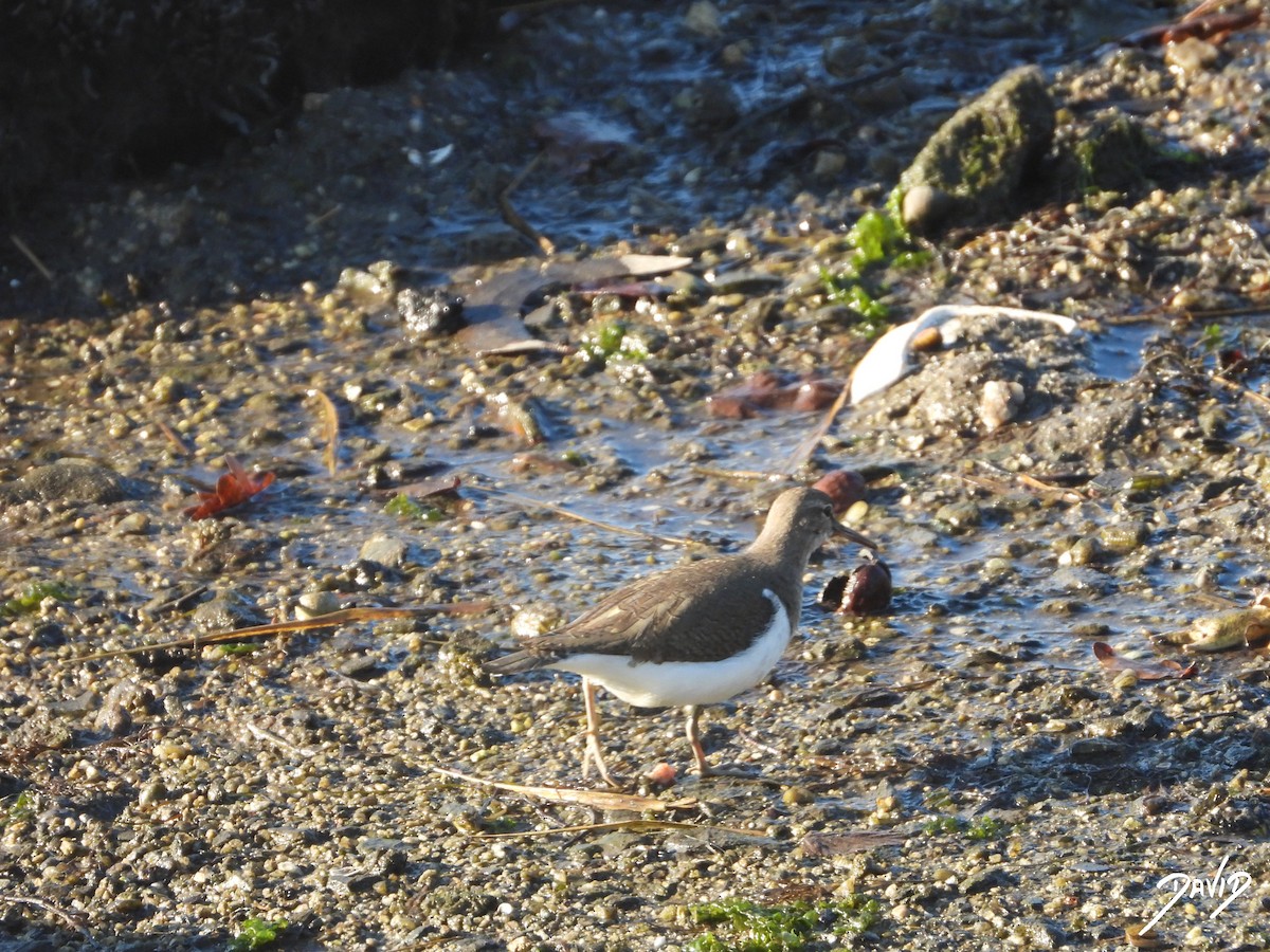 Common Sandpiper - ML647515927