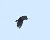 Large-billed Crow - ML647515928