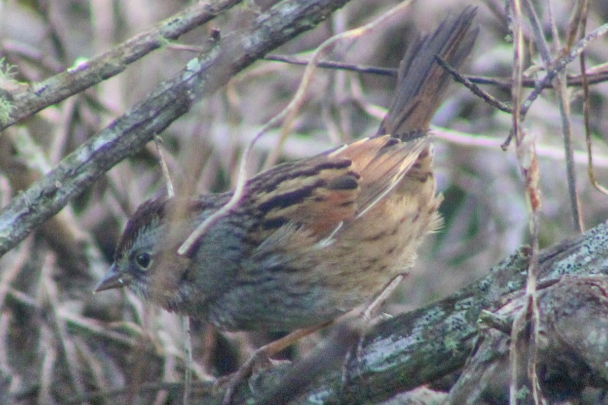 Swamp Sparrow - ML647515929