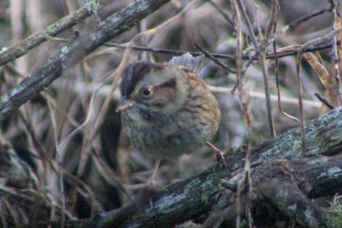 Swamp Sparrow - ML647515930