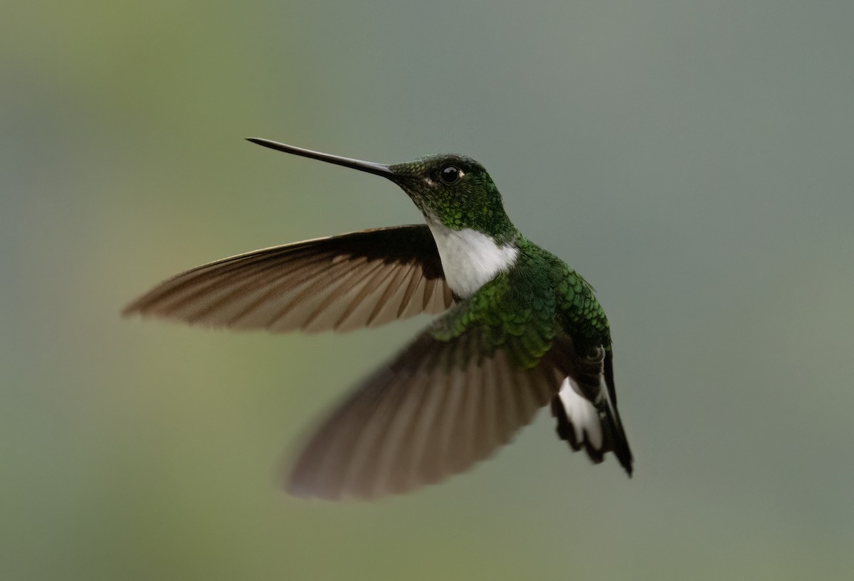 Collared Inca - ML647515931