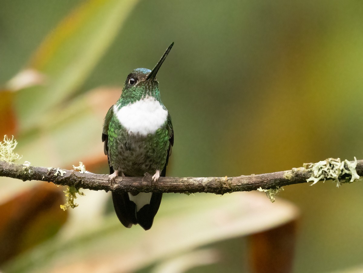 Collared Inca - ML647515932