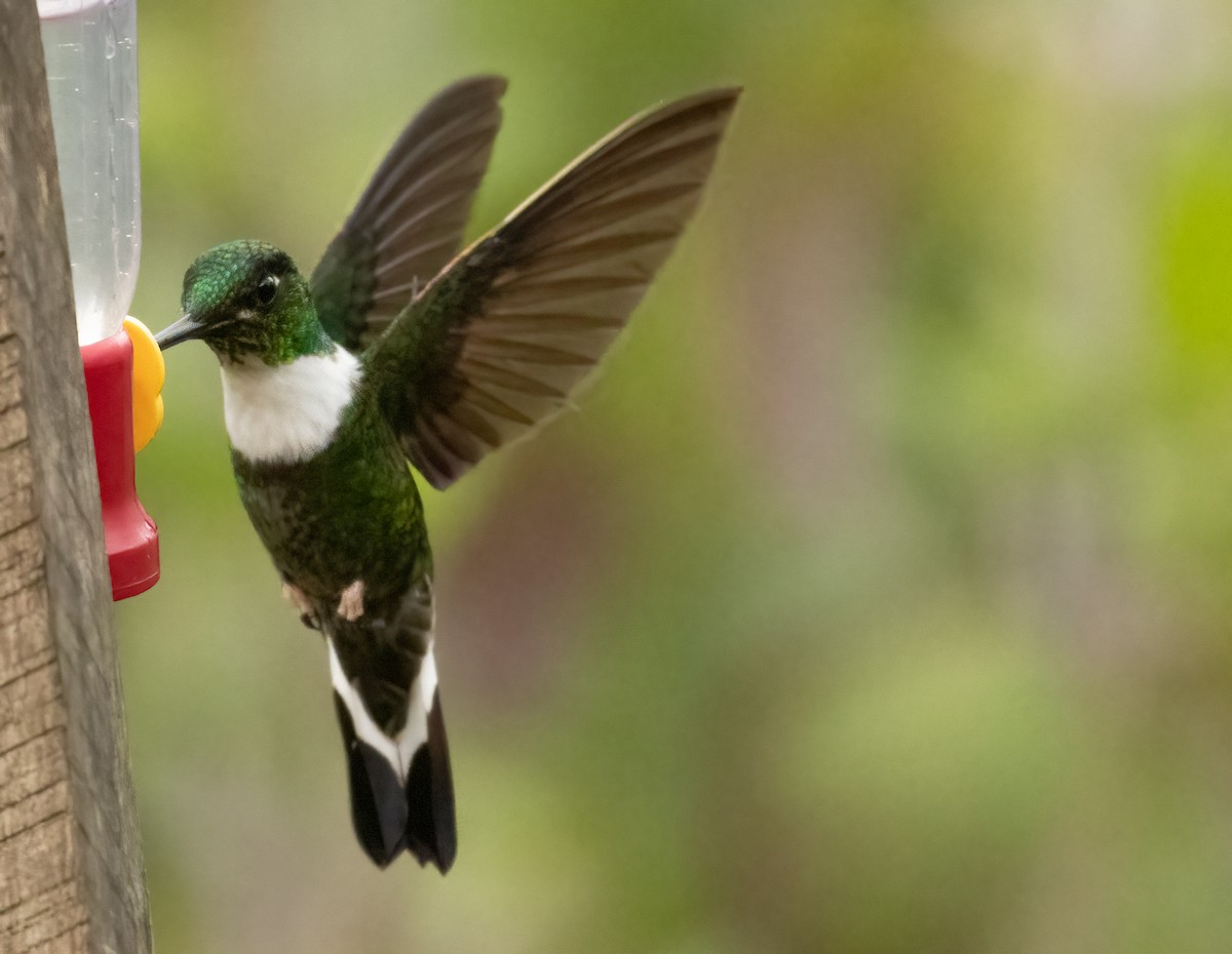 Collared Inca - ML647515933