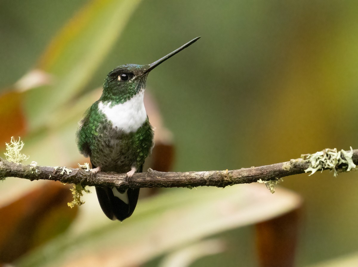 Collared Inca - ML647515934