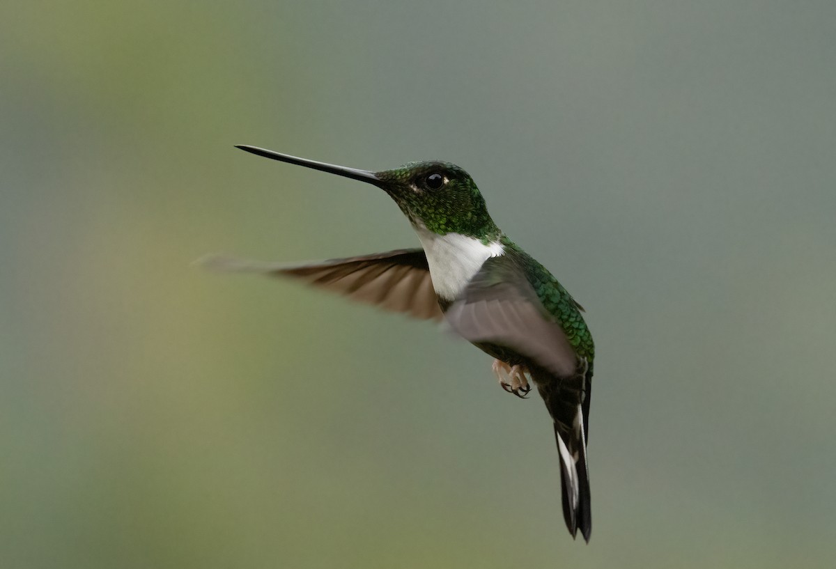 Collared Inca - ML647515935