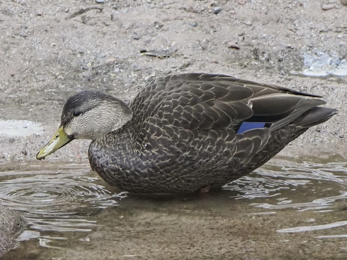 American Black Duck - ML647515936