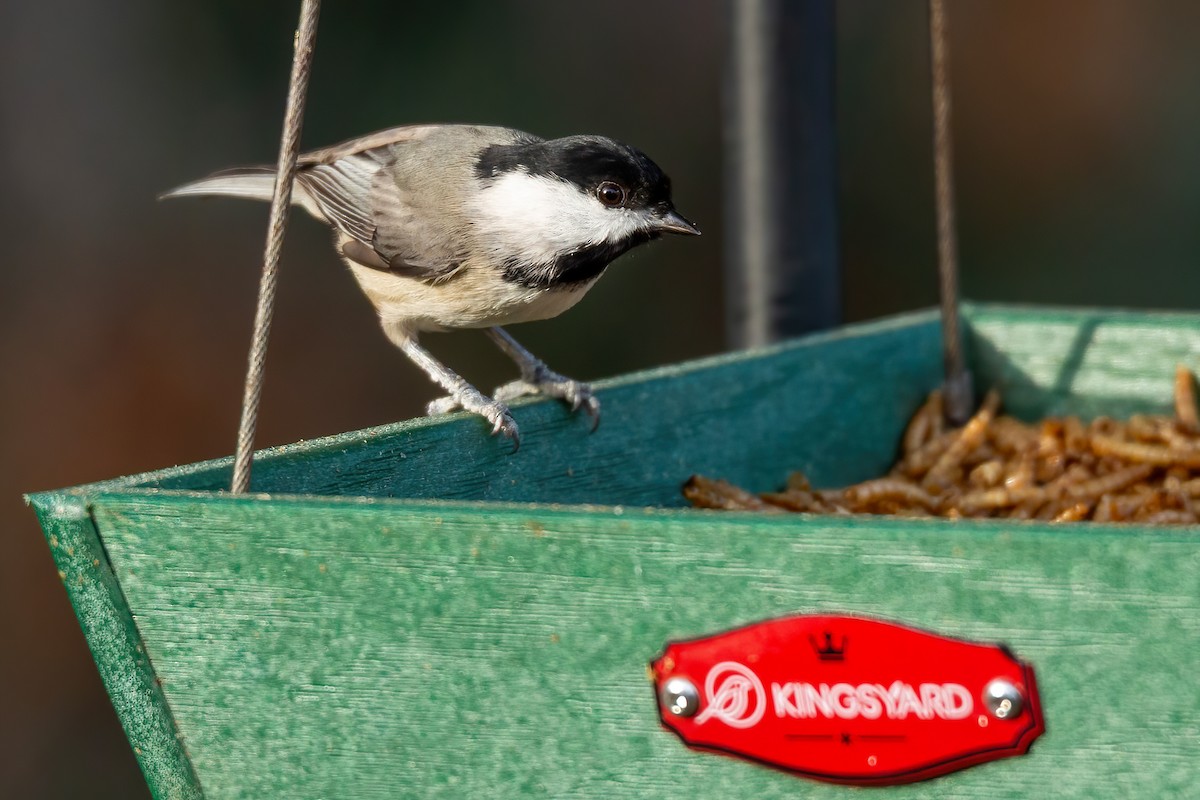 Carolina Chickadee - ML647515939