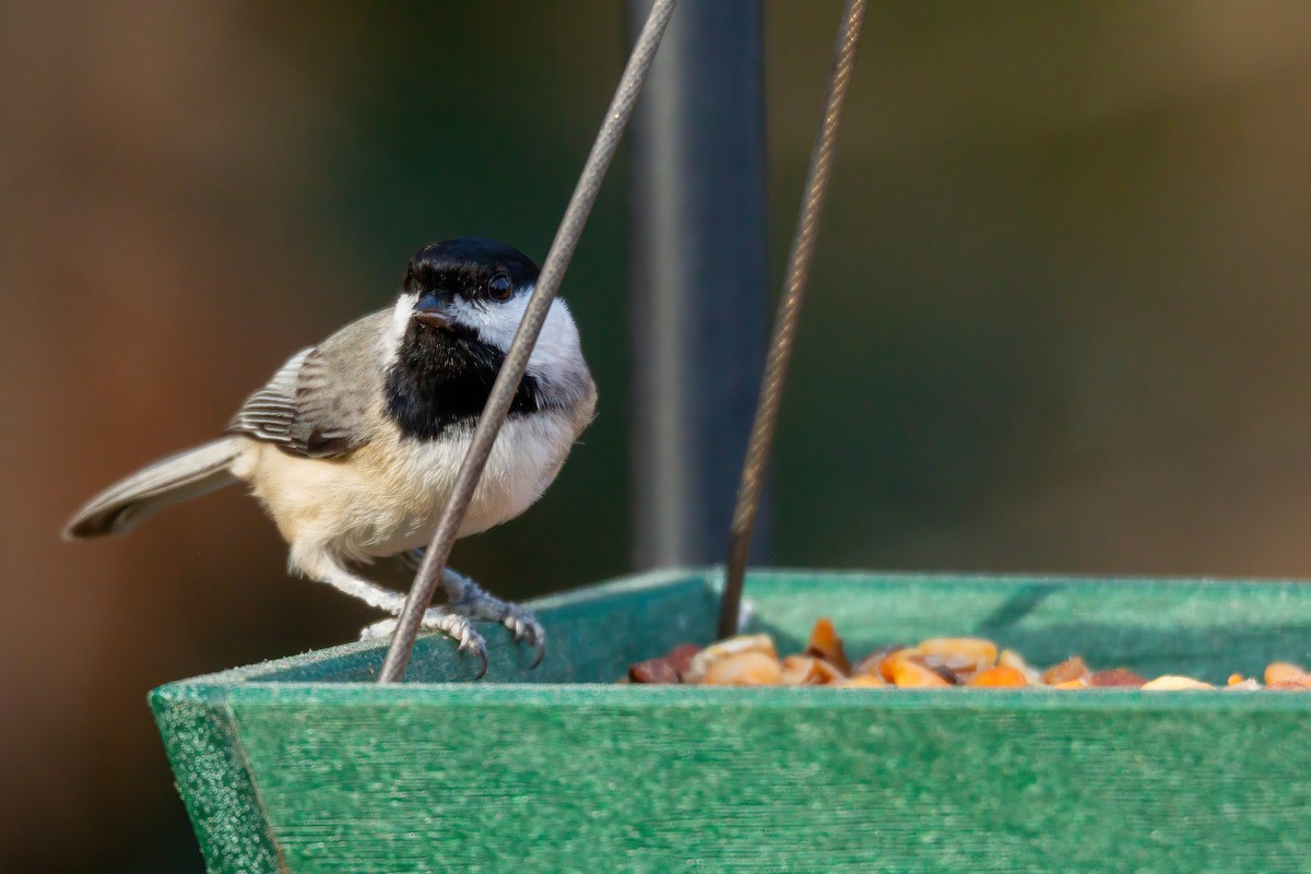 Carolina Chickadee - ML647515940