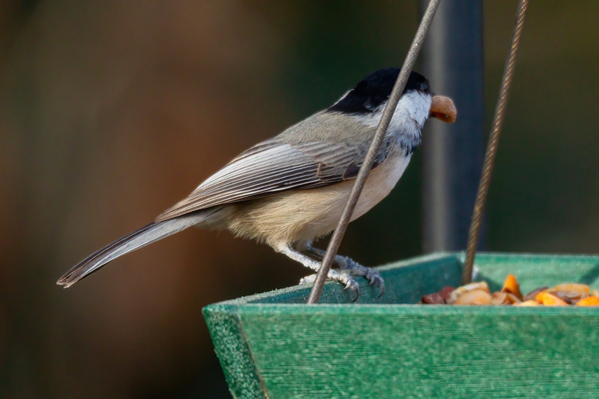 Carolina Chickadee - ML647515941