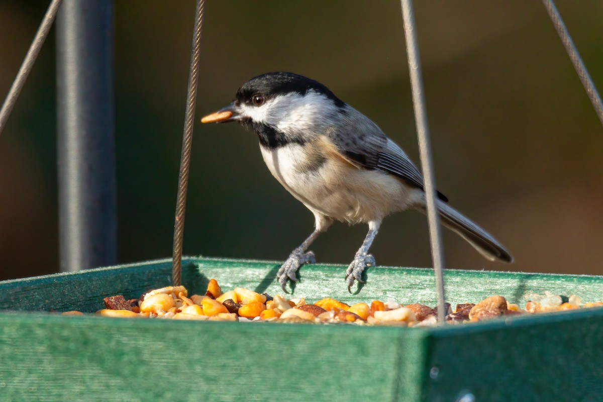 Carolina Chickadee - ML647515942