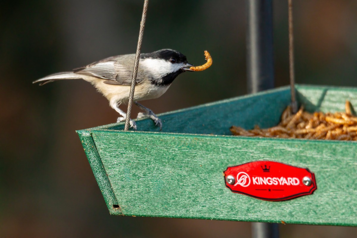 Carolina Chickadee - ML647515943