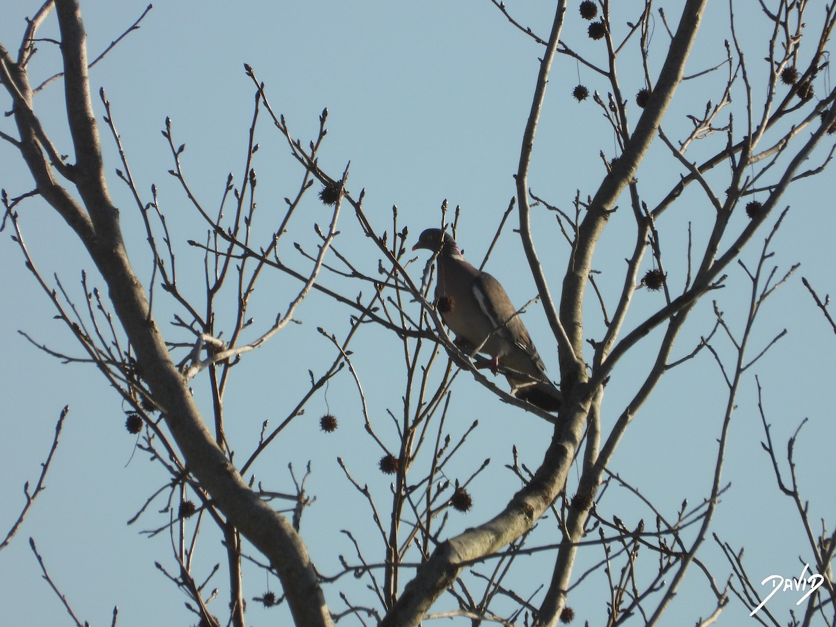 Common Wood-Pigeon - ML647515944