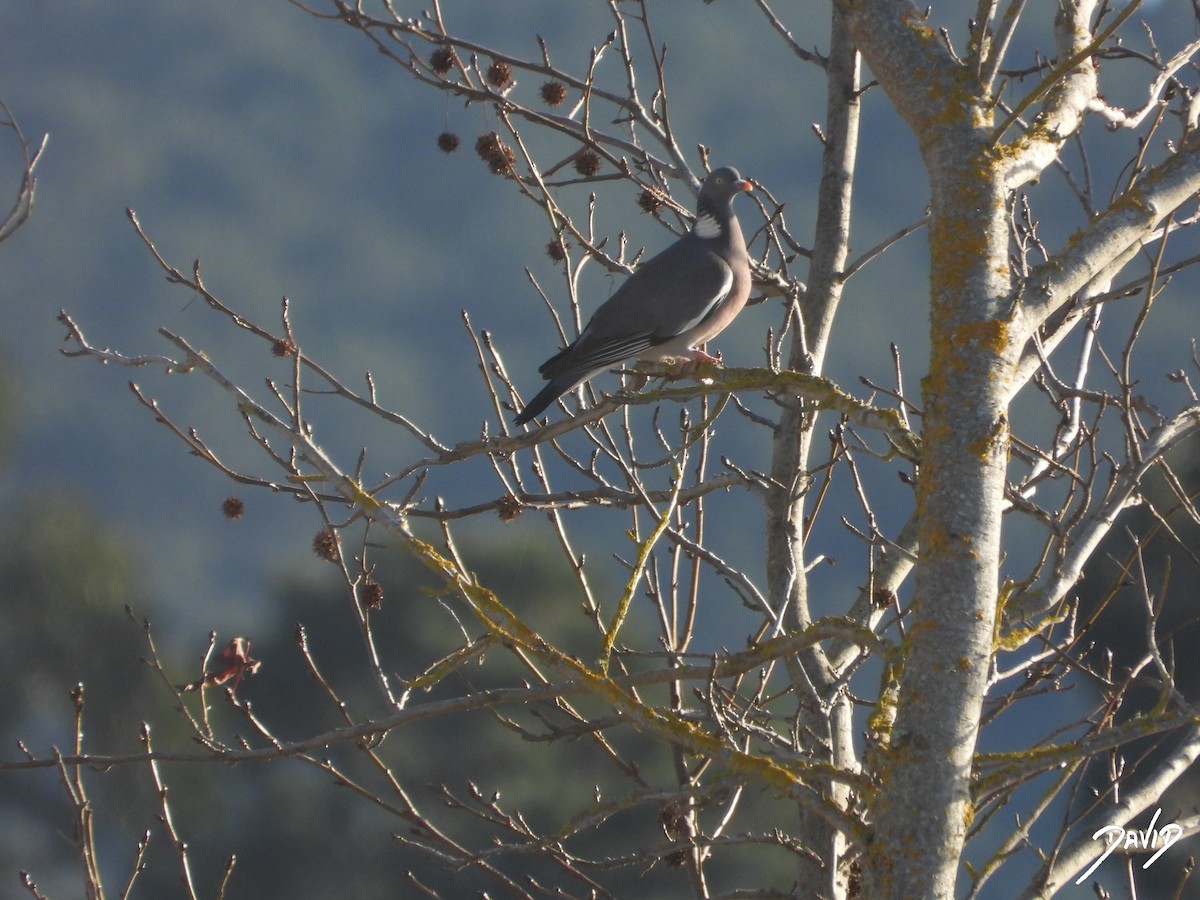 Common Wood-Pigeon - ML647515945