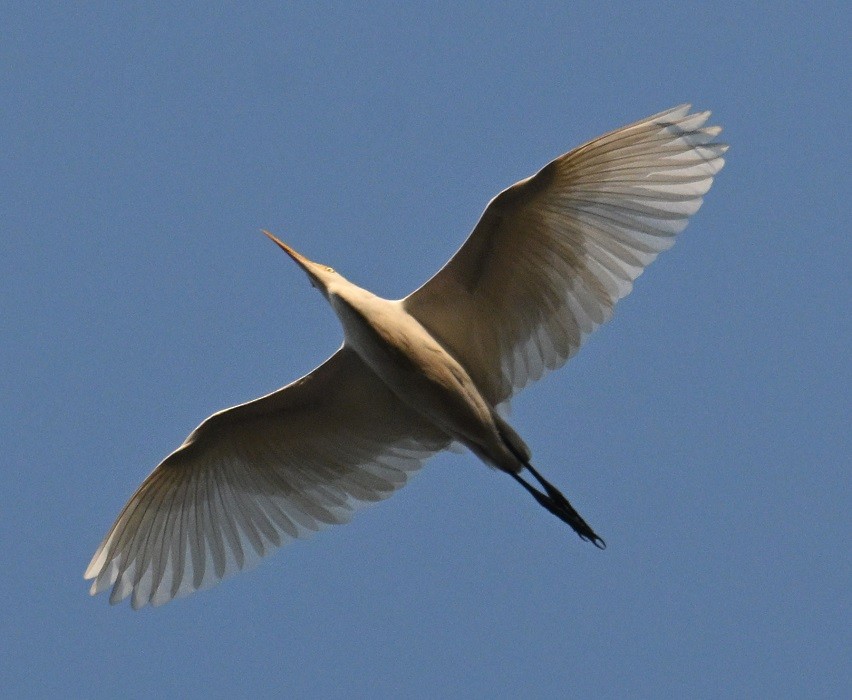 Eastern Cattle-Egret - ML647515947