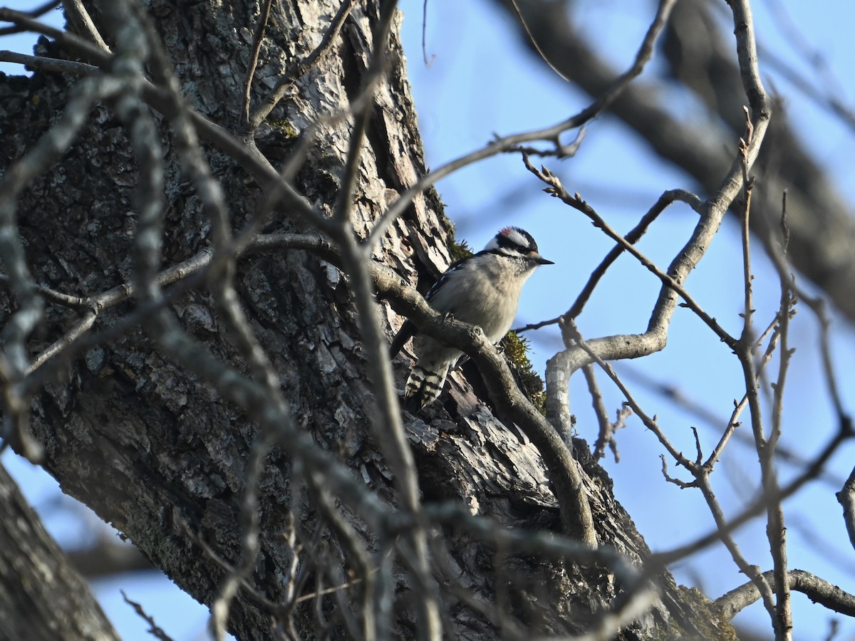 Downy Woodpecker - ML647515953