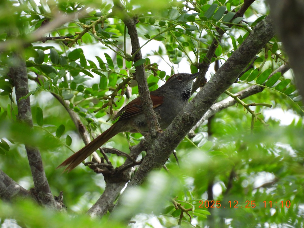 Sooty-fronted Spinetail - ML647515956