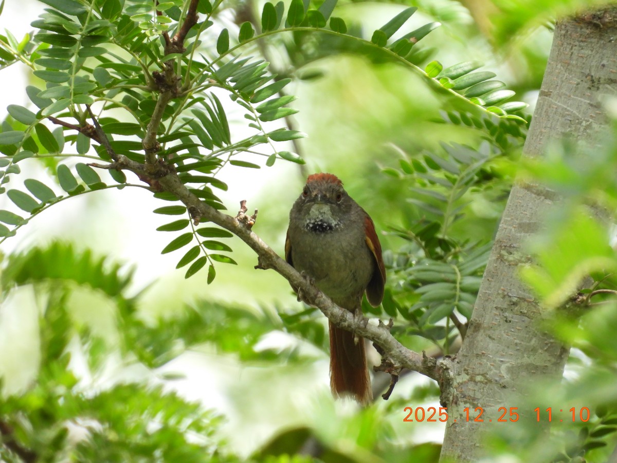 Sooty-fronted Spinetail - ML647515957
