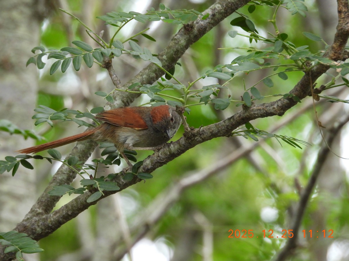 Sooty-fronted Spinetail - ML647515958