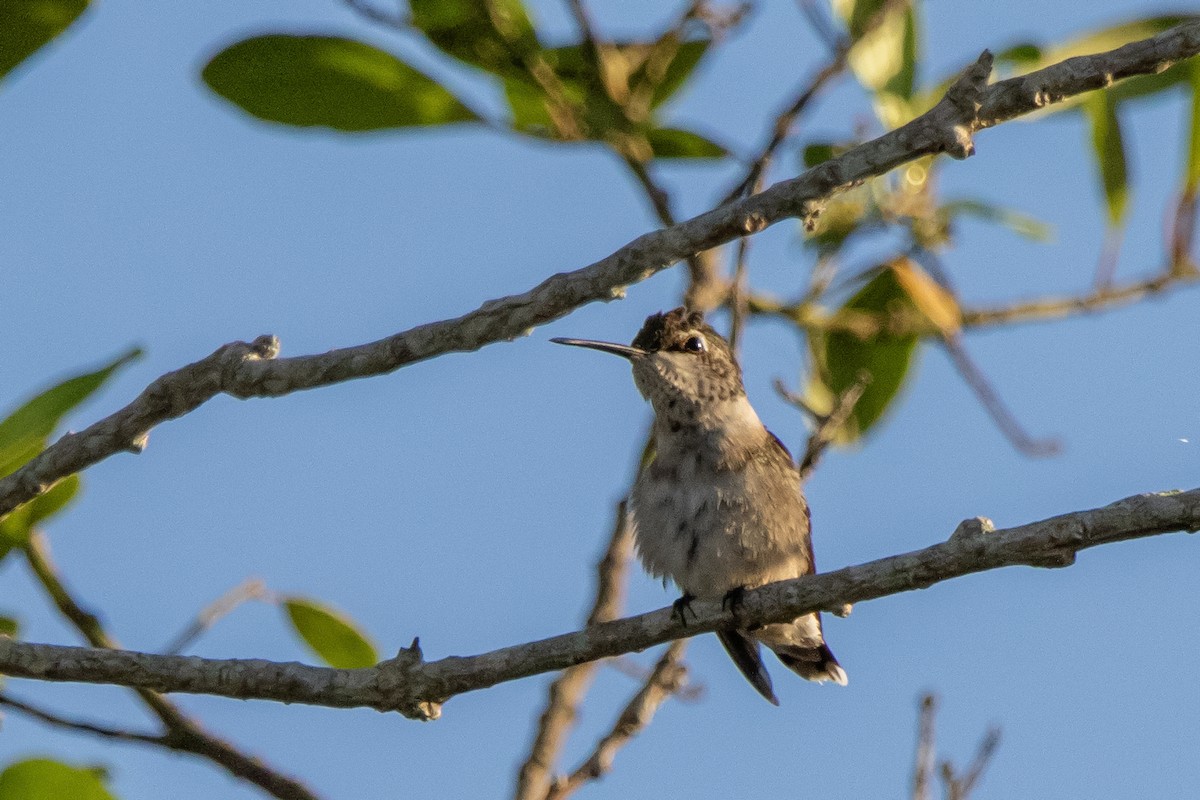 Ruby-throated Hummingbird - ML647515967