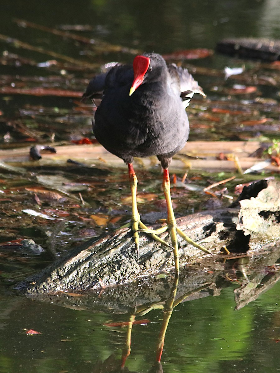 Курочка латиноамериканська - ML647515973