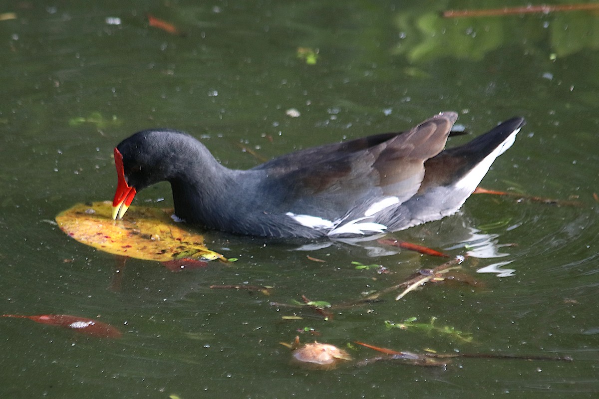 Курочка латиноамериканська - ML647515975