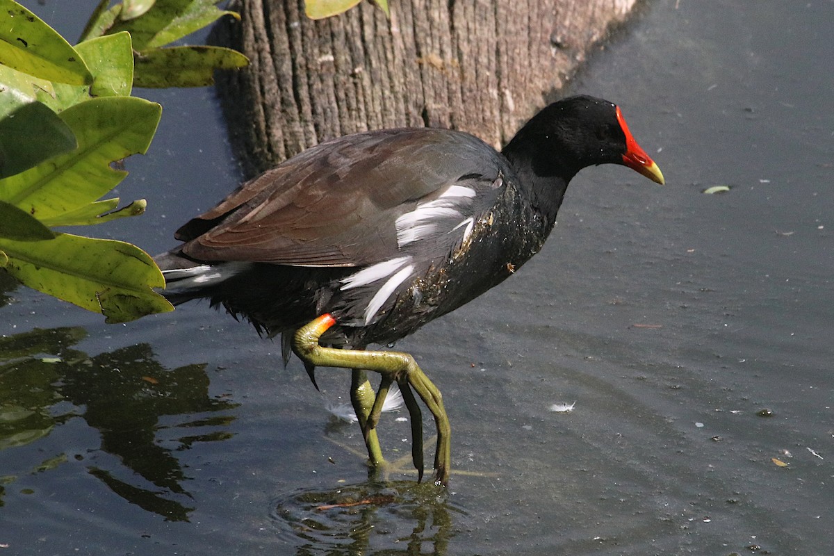 Курочка латиноамериканська - ML647515977