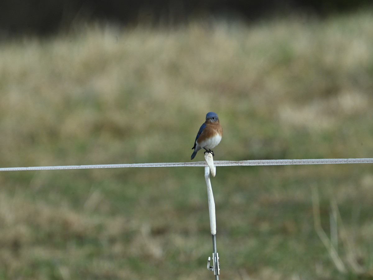 Eastern Bluebird - ML647515996
