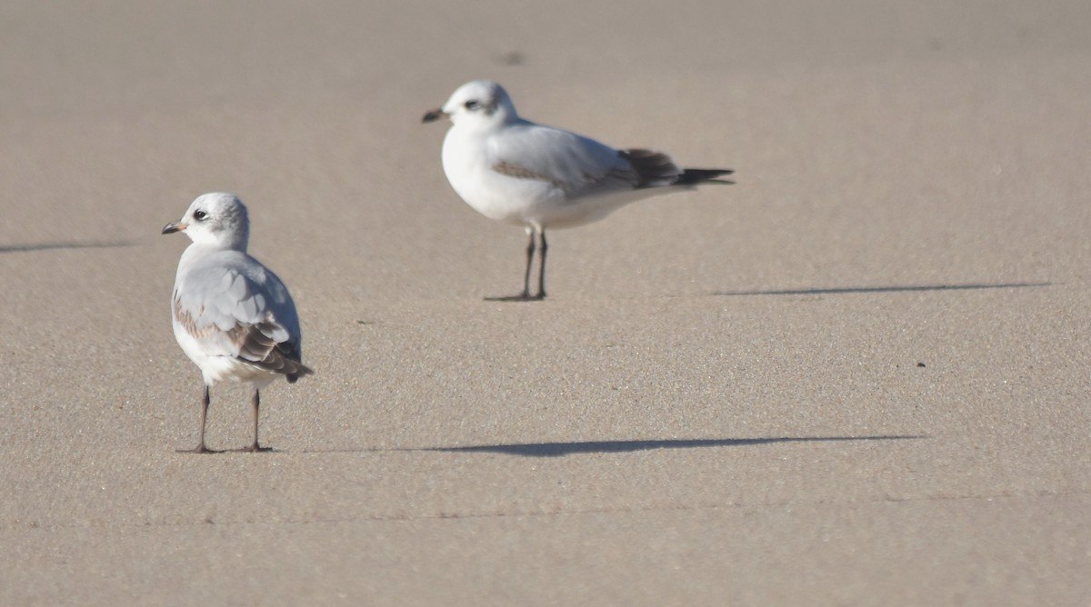 svartehavsmåke - ML647516009