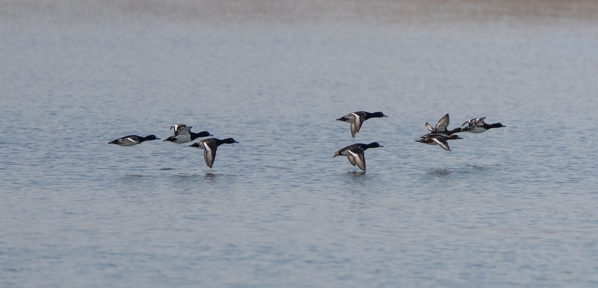 Чернь морська - ML647516030