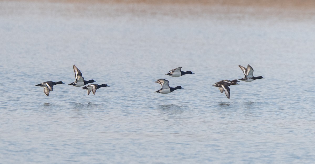 Чернь морська - ML647516031