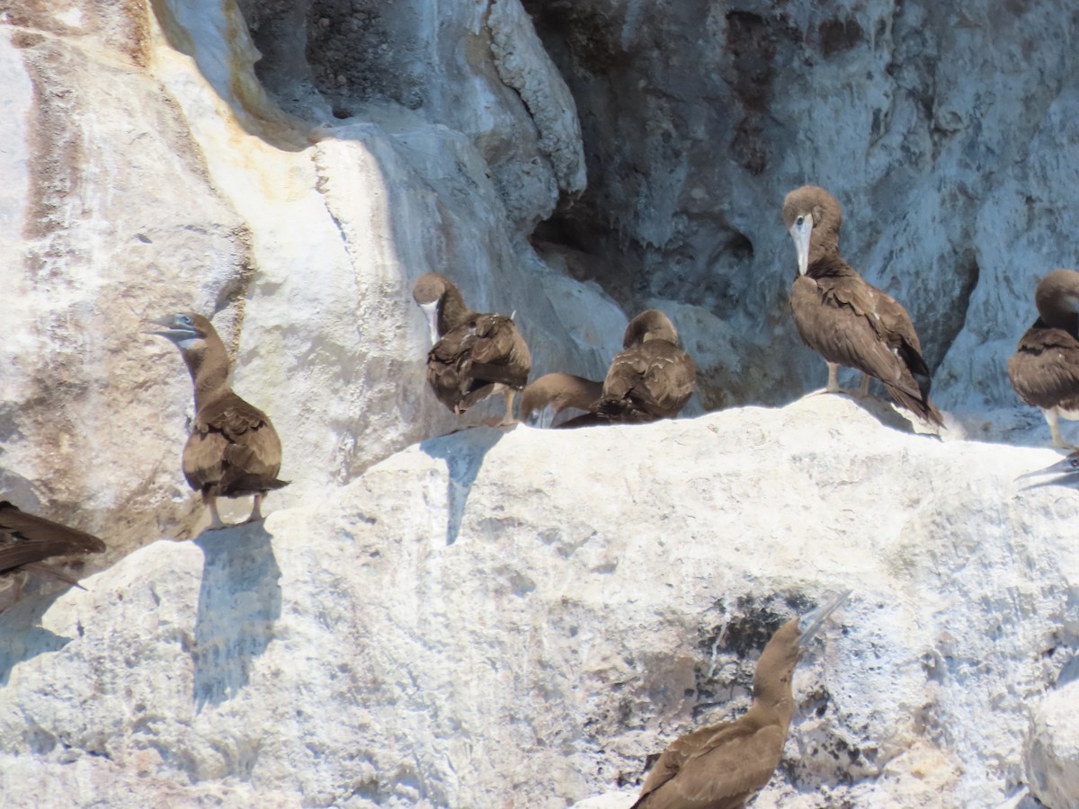 Cocos Booby - ML647516052