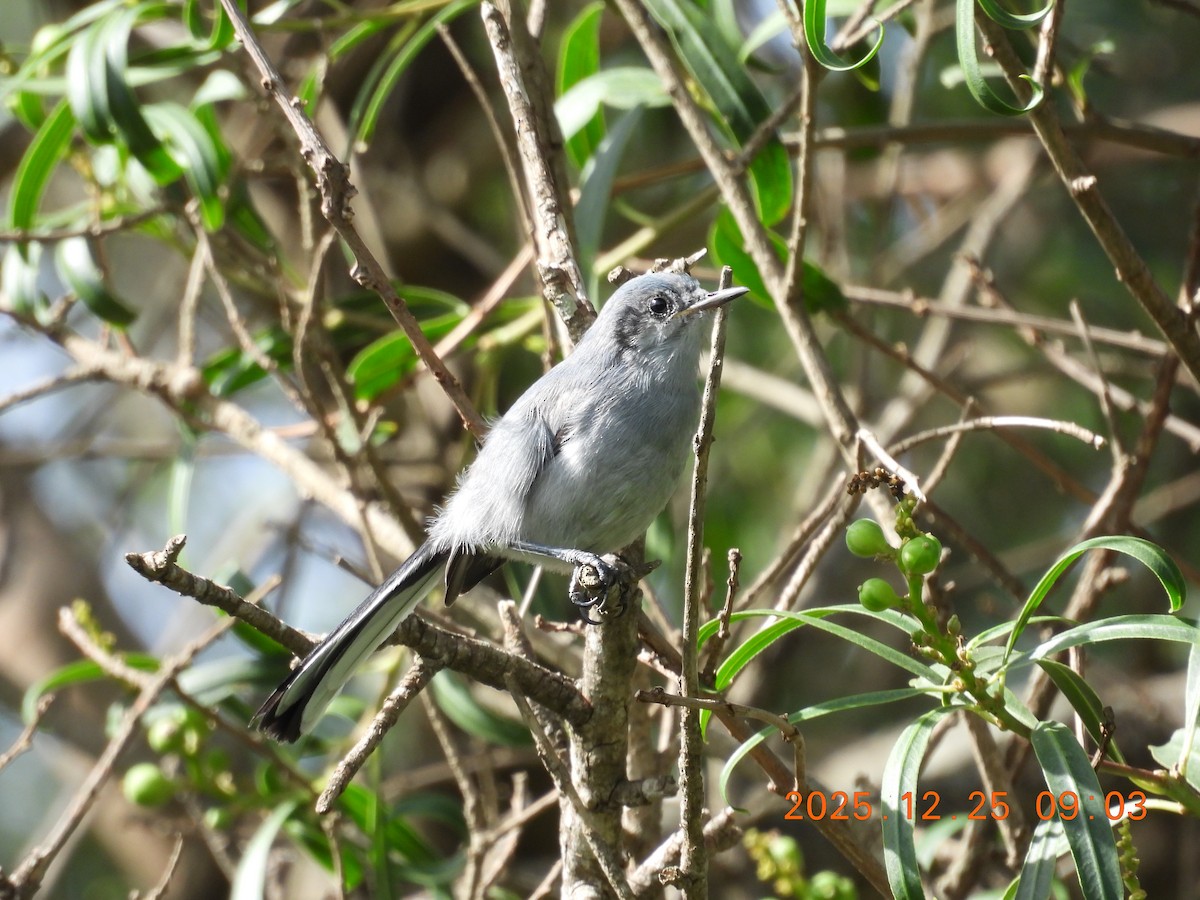 ミミグロブユムシクイ - ML647516068