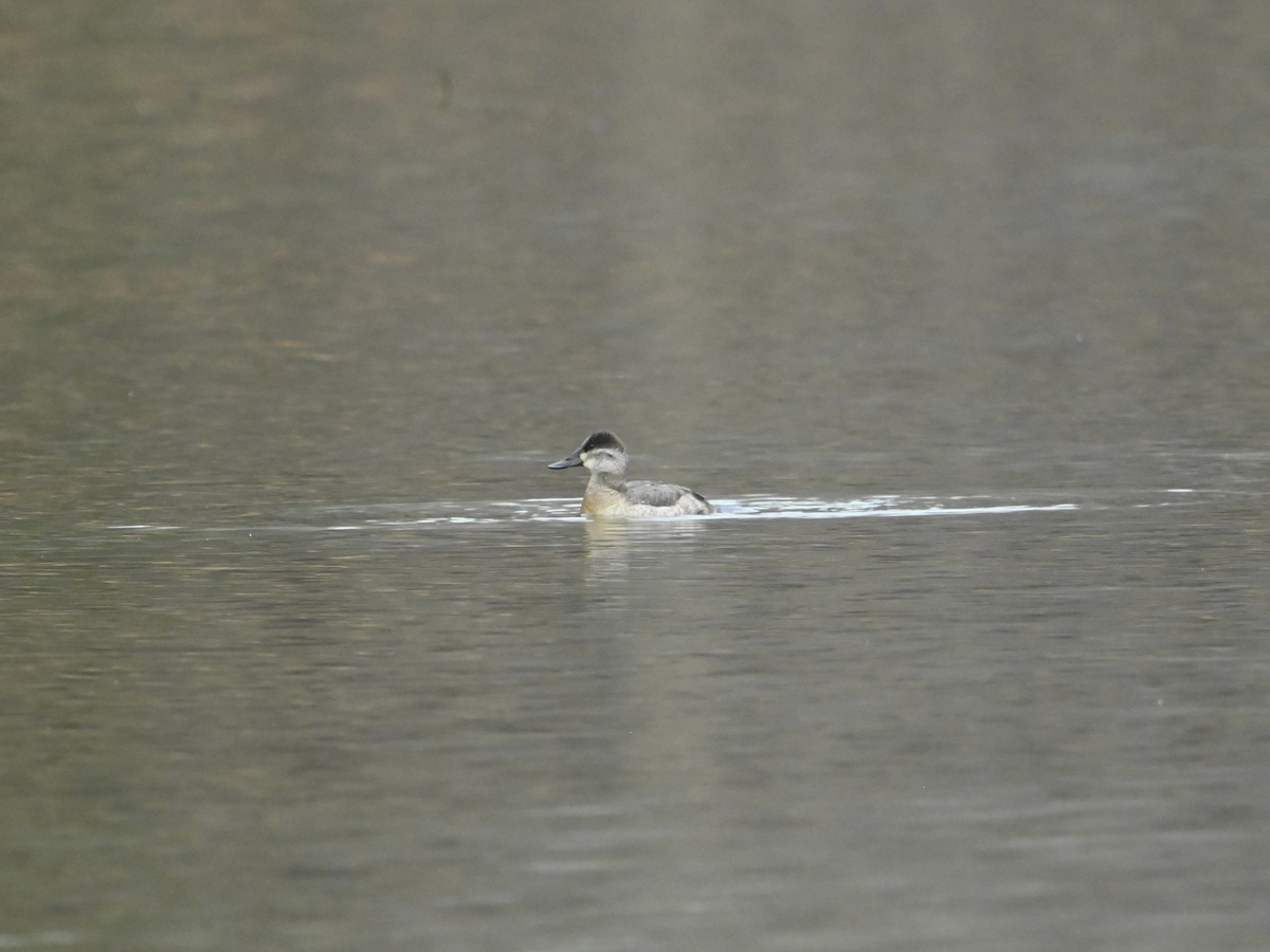 Amerika Dikkuyruğu - ML647516074