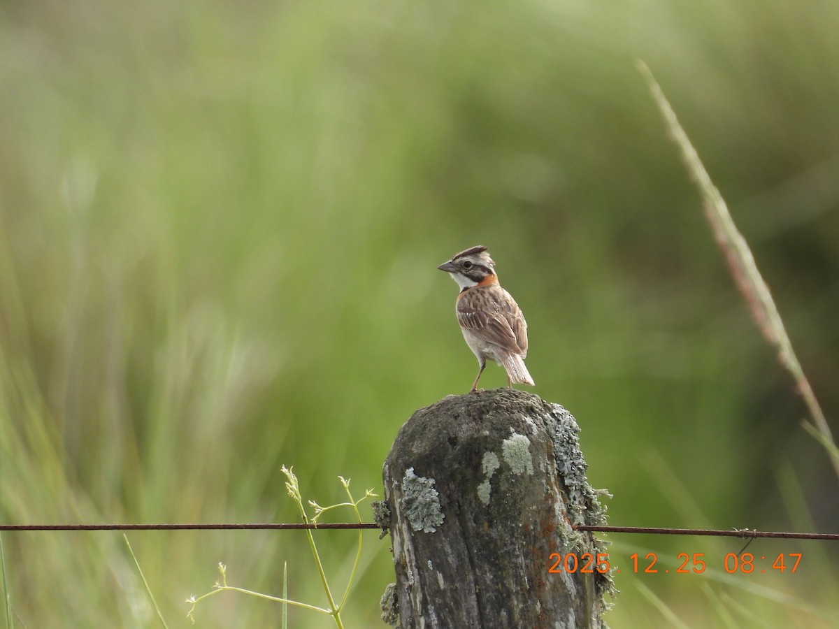 Rufous-collared Sparrow - ML647516117
