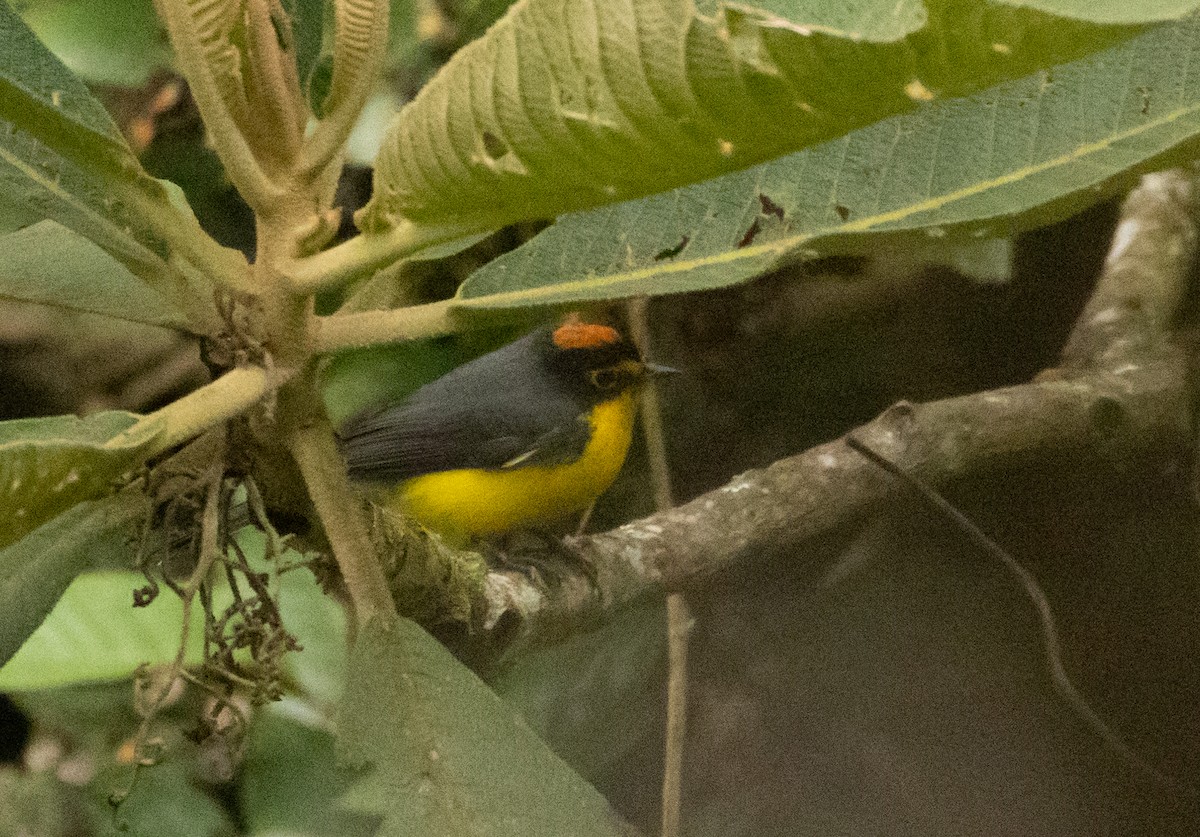 Spectacled Redstart - ML647516118