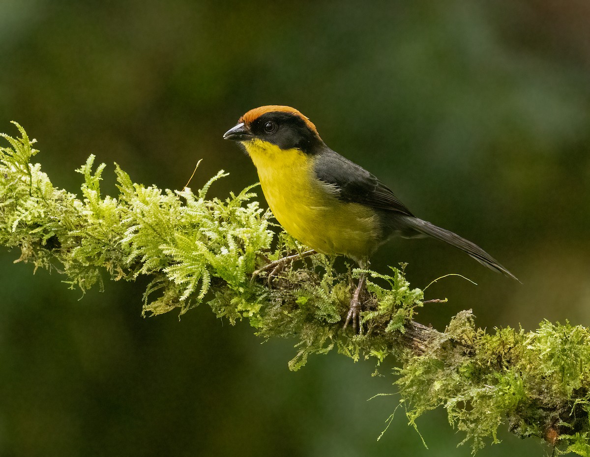 Yellow-breasted Brushfinch - ML647516119