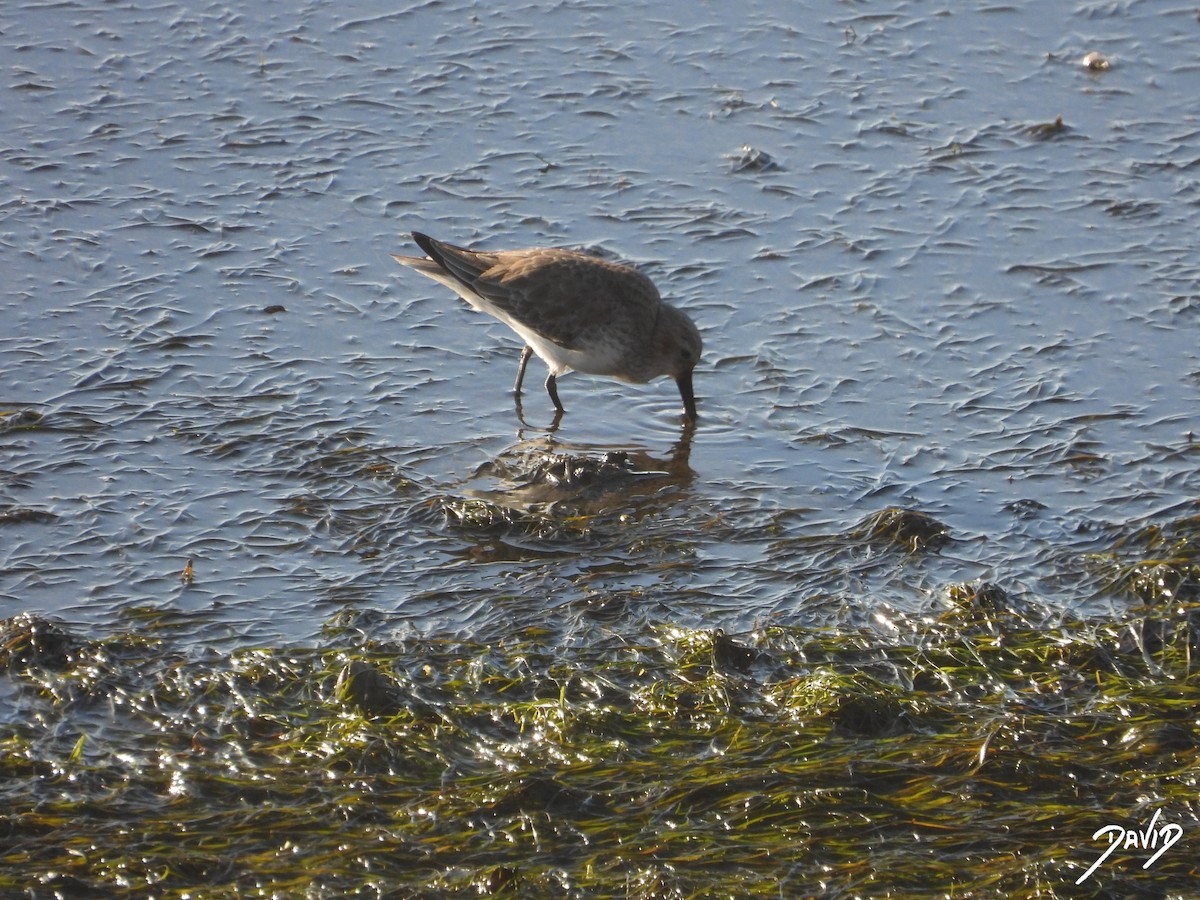 jespák obecný - ML647516122