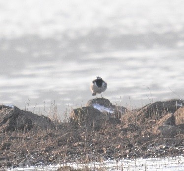 konipas indický - ML647516123