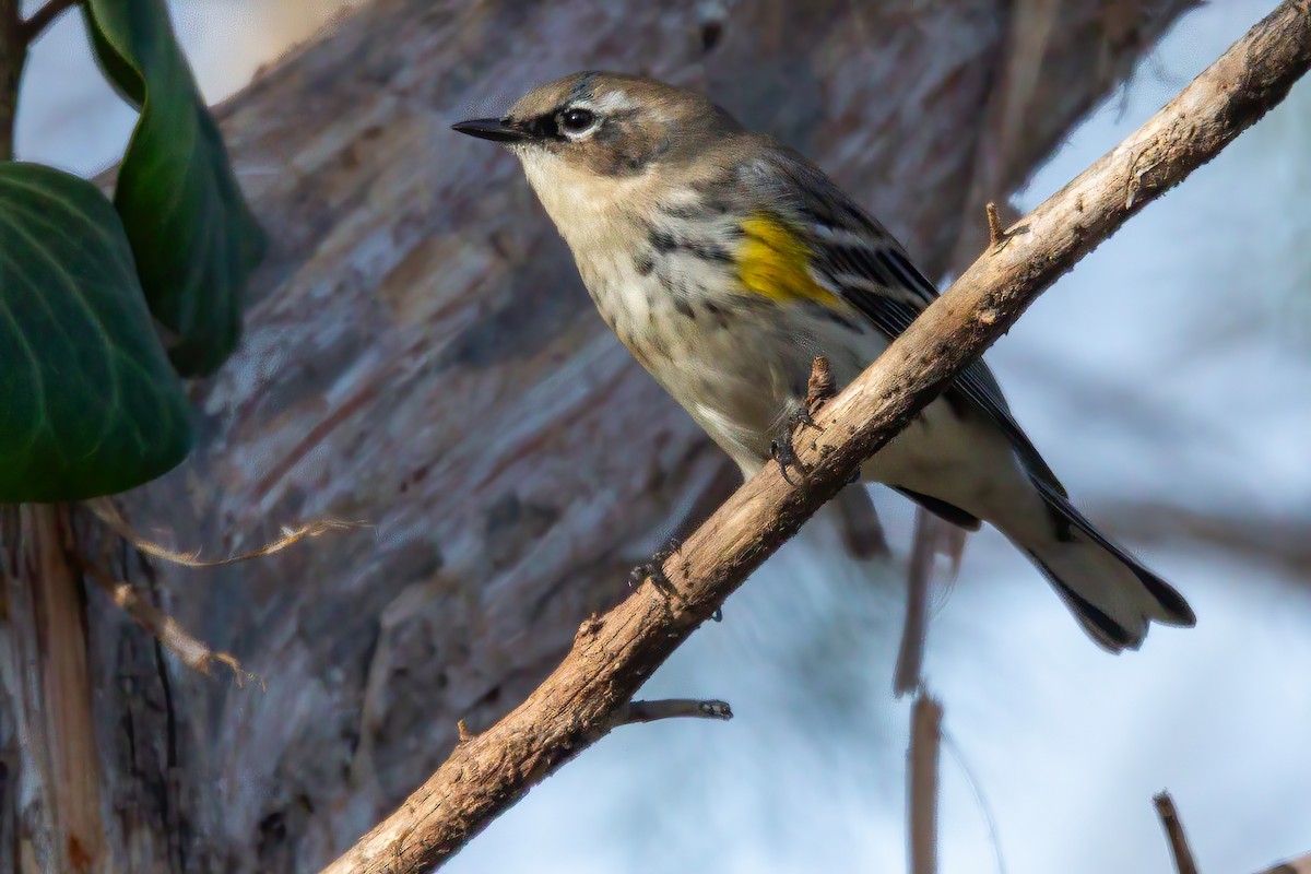 lesňáček žlutoskvrnný - ML647516124