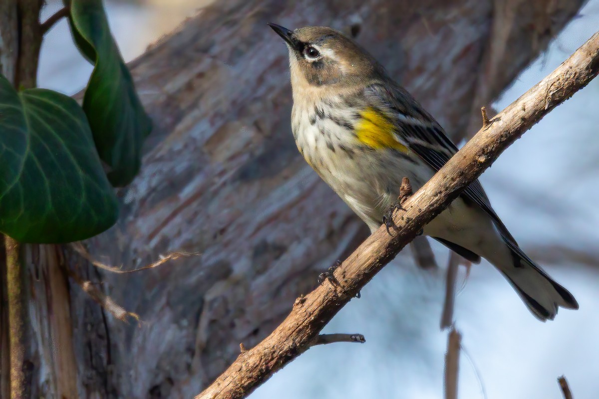 lesňáček žlutoskvrnný - ML647516125