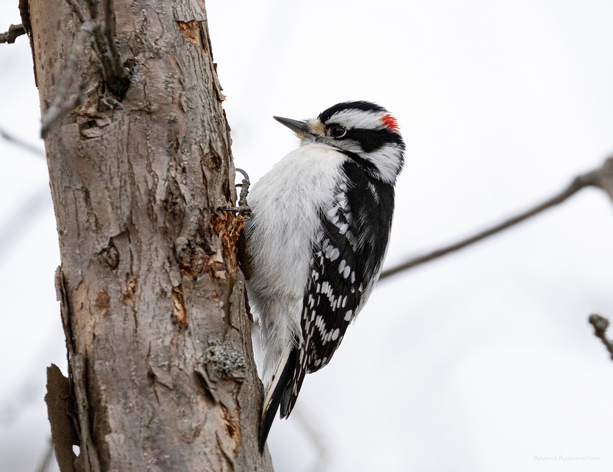 strakapoud osikový - ML647516126